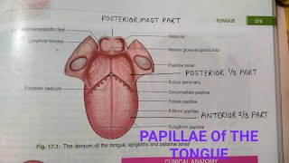 PAPILLAE OF THE TONGUEBDCHAURASIAHEADNECK AND BRAIN ANATOMY [upl. by Ylurt947]