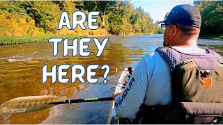 Tippecanoe River Smallmouth in the fall Transition SURPRISED me… [upl. by Camila]