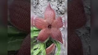 Linda Stapelia gigantea 🍃🍂🍃12102024 [upl. by Ojadnama]