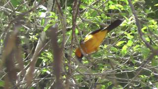 Hooded oriole Icterus Cucullatus in Chichen Itza [upl. by Fran]