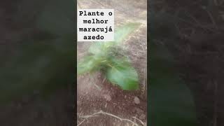 Plante o melhor maracujá azedo Brs amarelo gigante [upl. by Gnep]