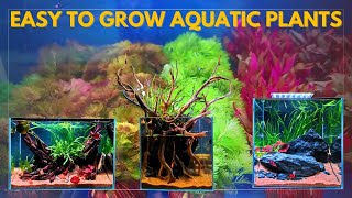 Aquatic Plants Are Easy To Grow Little Care And No Need CO2 [upl. by Adas]