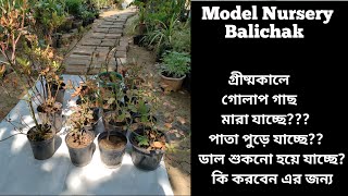 How To Save Rose Plant Leaf Burn Chlorosis Dieback Problem At Home Rose Plant Summer Care [upl. by Eelyk487]