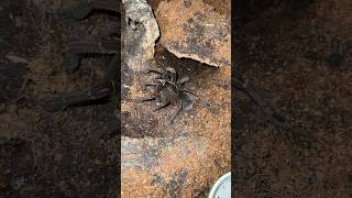 Burgundy Goliath Birdeater feeding [upl. by Alecram976]