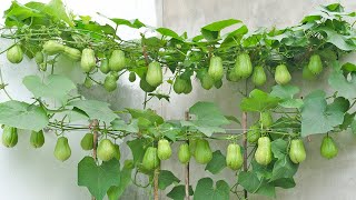 This is the easiest way to grow chayote on the terrace There are many fruits but no care required [upl. by Ellehcen64]