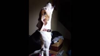 Beagles howling [upl. by Sharron]