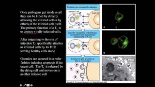 Cytotoxic CD8 T cell [upl. by Kama845]