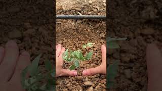 Cómo plantar tomate ASMR agricultura agronomos agro [upl. by Ehman992]