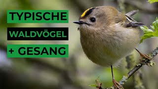 Häufige Waldvögel und ihr Gesang [upl. by Alleciram]