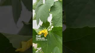 How to Hand Pollinate Luffa Flowers or Squash Gourd Pumpkin Cucumber Melon [upl. by Orelu981]