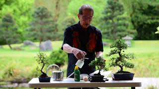 Watering amp Feeding Bonsai Trees [upl. by Frayda]