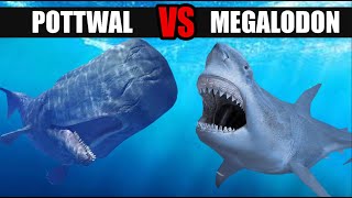 MEGALODON VS POTTWAL  Wer würde einen Kampf gewinnen [upl. by Seiuqram]