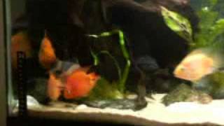 Clown Loach amp Parrot Fish Aquarium [upl. by Enirrok]