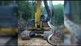 Anaconda  Giant snake found in Brazil  Cobra de 10 metros encontrada no Pará [upl. by Ahgiela903]