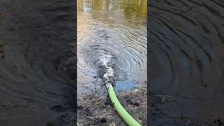 Pumping water into a pond from a tanker truck pond water satisfying tanker [upl. by Lubbi677]