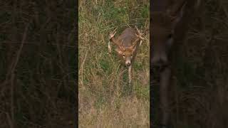 Giving buck fever new meaning 🥵😍 hunting deerhunting bigbucks deer bowhunting archery [upl. by Nilyram189]