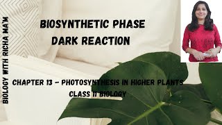 BIOSYNTHETIC PHASE  DARK REACTION CALVIN CYCLE  C3 PATHWAY  BIOLOGY NOTES  CLASS 11 [upl. by Lydia]