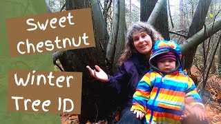 Sweet Chestnut Castanea sativa  Winter Tree Identification for Forest School [upl. by Nirag]