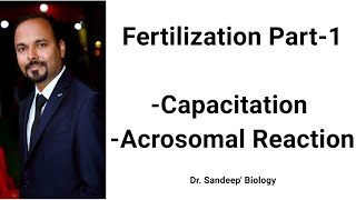 Fertilization Part1 Sperm Capacitation Acrosomal Reaction Ovam  Hindi [upl. by Leonardi113]