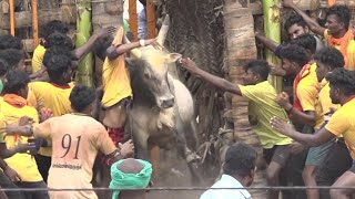 Sempon Neduchi Jallikattu 2023 Full Videos  செம்பொன் நெருஞ்சி ஜல்லிக்கட்டு 2023 Full Videos [upl. by Abott]