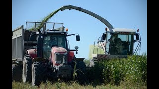 Ensilando Sorgo Forrajero [upl. by Lyle]