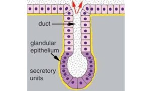 GLANDS  Histology  Anatomy  Laiq Hussain Histology  First Year MBBS [upl. by Acyre]