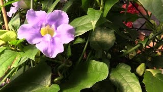 Growing the Blue Skyflower Thunbergia grandiflora [upl. by Erised]