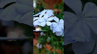 Plumbago plumbago plants flowers nature viralshorts [upl. by Niroht600]