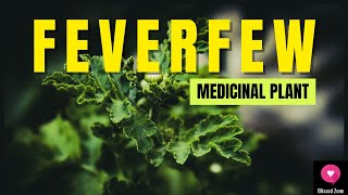 The Healing Power of Feverfew Benefits Uses and Side Effects Explained  Blissed Zone [upl. by Oisinoid]