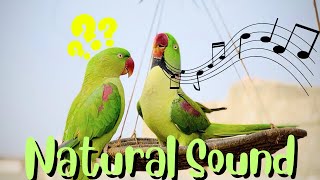 Raw Parrots Natural Sound  Natural Voice Relaxation  Raw Parrots [upl. by Misak]