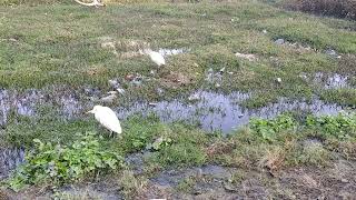 Cattle egret feeding in poluuted water [upl. by Ennaisoj]