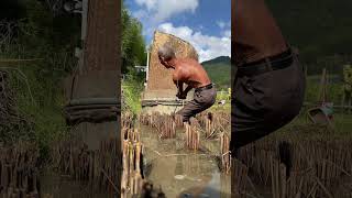 Harvesting MidSeason Rice The Resilient Farmers of Rural China  RuralLife [upl. by Mayda]