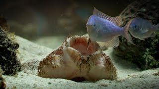 The Tasselled Wobbegong Shark Lures in Prey for Ambush [upl. by Laaspere]