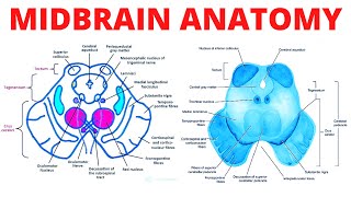 Midbrain Anatomy [upl. by Hairej]