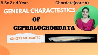 General Characteristics Of Cephalochordate BSc 2nd yearchordatescephalochordates [upl. by Arahk]