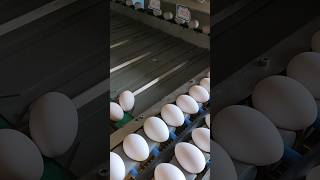 egg segregation machine 🤣🤣🤣🤣🤣 [upl. by Arrahs192]