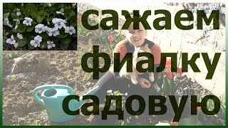 Посадка садовой фиалки Цветущая фиалка садовая Как посадить фиалку садовую [upl. by Anagnos]