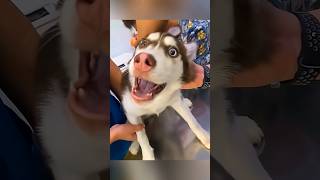 Pet vaccination times dog lovepets funnyanimals lovely hacker fly foryou viralvideo [upl. by Ttennej]