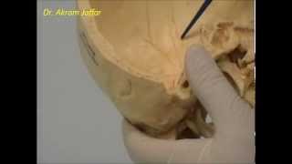 Osteology of the skull 1 Introduction [upl. by Artina]