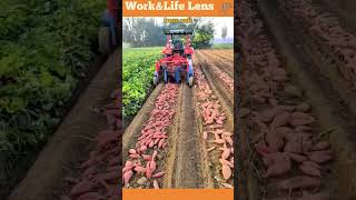 Efficient potato harvester minimizes crop damage and soil contamination during harvesting [upl. by Nicolea]