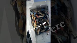 crabbing fishing seafood crabbers nature  Like  share  comment and subscribe 10424 [upl. by Behn]