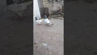 Rampuri kabotar kabutar rampurikabutar pigeon shortvideo kabootar [upl. by Giverin]