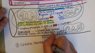 How Muscles Produce ATP  creatine phosphate glycolysis fermentation aerobic cellular respiration [upl. by Robinson]