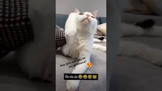 comedyvideos adorably funnyshorts catlover [upl. by Athenian107]