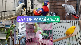 SATILIK PAPAĞANLAR   KAKADUJAKOAMAZONLORİ  2023 PAPAĞAN FİYATLARI [upl. by Guenzi221]