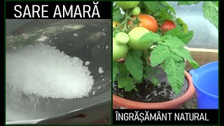 Tratarea roșiilor cu sare epsom sare amară  Îngrășământ natural bogat în magneziu [upl. by Akired64]