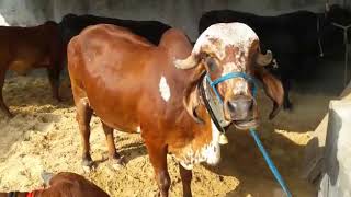 Rajasthan arawli dairy farm sell gir cow 9414745465 [upl. by Dougy914]