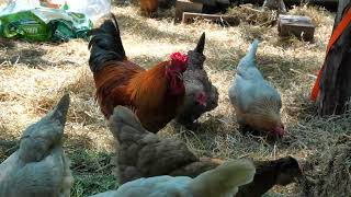 Extra dressing up the chicken run with alfalfa timothy and oat hay [upl. by Aizat]