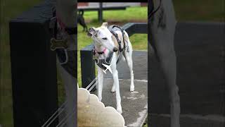 Cocó lista para Fast CAT fastcat perros pets whippet doglover deportescaninos [upl. by Bent]