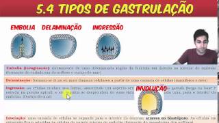 O que é Gastrulação  Tipos de gastrulação Gastrulação humana biologia [upl. by Whiting]